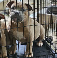 Bully, a male American Bully for sale in Union City, GA – 6 of 7