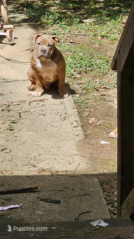 Bully – American Bully puppy for sale in Union City, GA