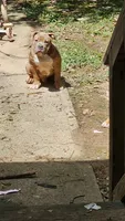 Bully, a male American Bully for sale in Union City, GA – 1 of 2
