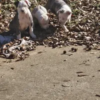 Bull, a male American Pit Bull Terrier for sale in Union City, GA – Photo 7 of 7