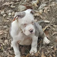Bull, a male American Pit Bull Terrier for sale in Union City, GA – Photo 6 of 7