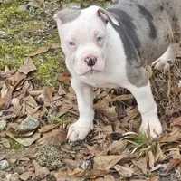 Bull, a male American Pit Bull Terrier for sale in Union City, GA – Photo 3 of 7