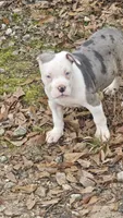 Bull, a male American Pit Bull Terrier for sale in Union City, GA – Photo 3 of 7