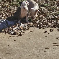 Bull, a male American Pit Bull Terrier for sale in Union City, GA – Photo 5 of 7