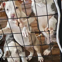 Bull, a male American Pit Bull Terrier for sale in Union City, GA – Photo 4 of 7