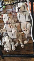 Bull, a male American Pit Bull Terrier for sale in Union City, GA – Photo 4 of 7