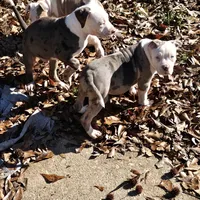 Bull, a male American Pit Bull Terrier for sale in Union City, GA – Photo 2 of 7