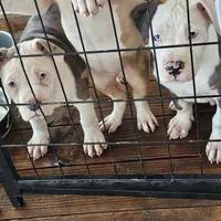 Bull, a male American Pit Bull Terrier for sale in Union City, GA – Photo 1 of 7