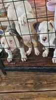 Bull, a male American Pit Bull Terrier for sale in Union City, GA – Photo 1 of 7