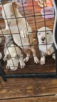 Bull, a male American Pit Bull Terrier for sale in Union City, GA – Photo 1 of 7