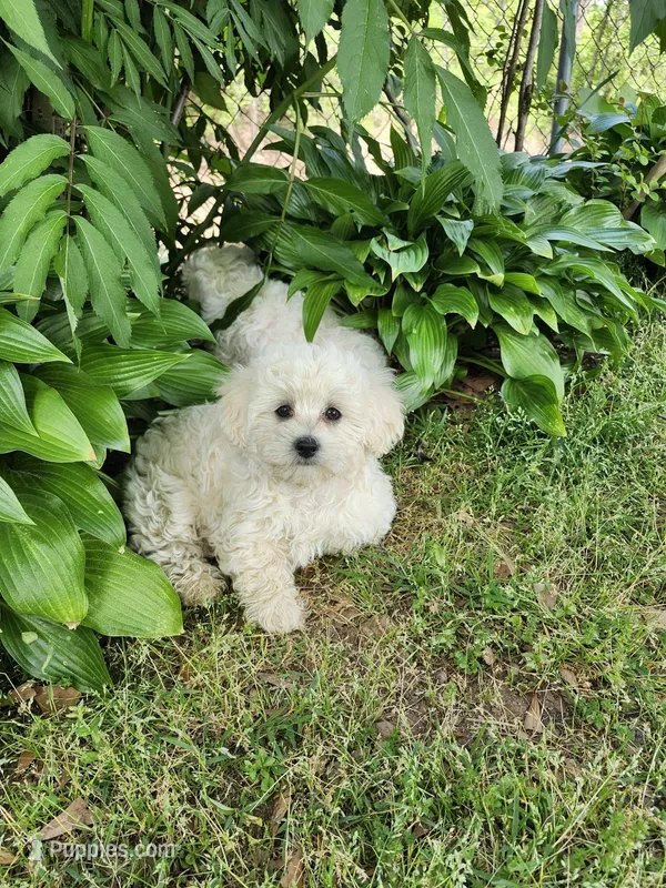 Rosie  – Maltipoo puppy for sale in Inman, SC