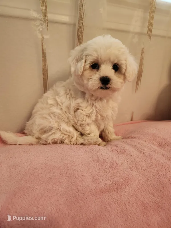 Rosie  – Maltipoo puppy for sale in Inman, SC