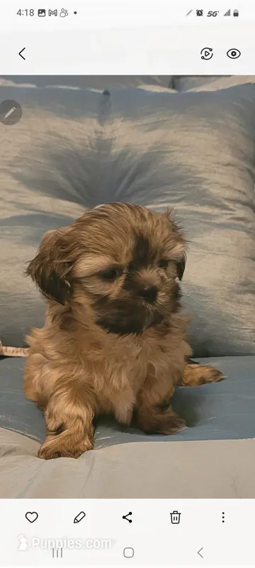 Cooper  – Shih Tzu puppy for sale in Inman, SC