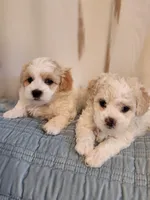 Buddy, a male Maltipoo for sale in Inman, SC – 2 of 2
