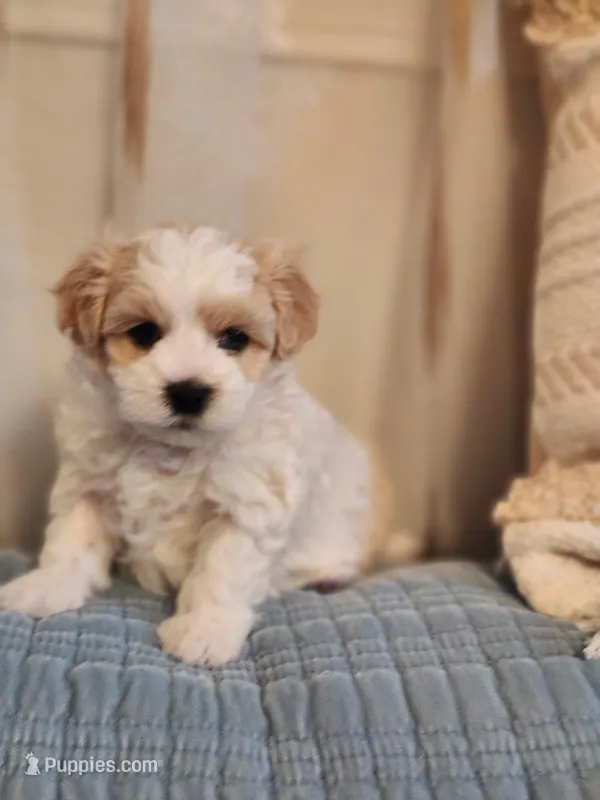 Max  – Maltipoo puppy for sale in Inman, SC