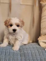 Max , a male Maltipoo for sale in Inman, SC – 1 of 2