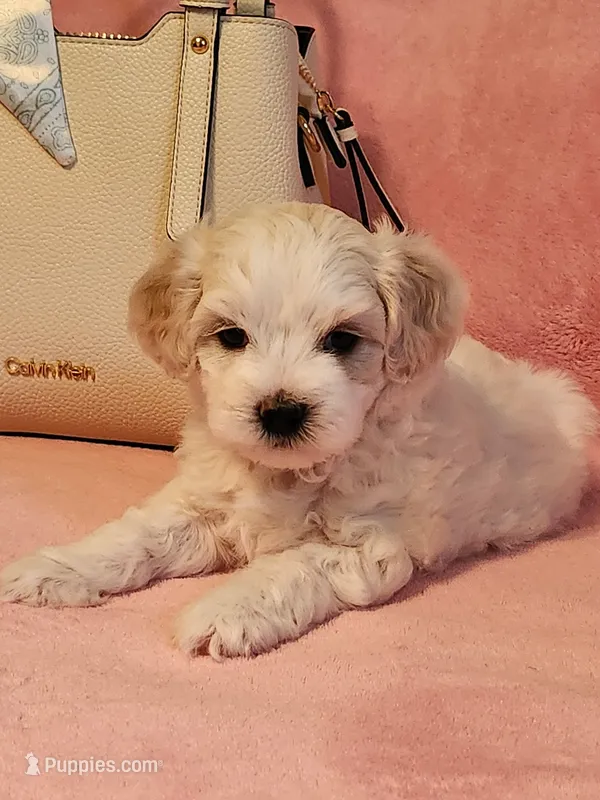 Daisy  – Maltipoo puppy for sale in Inman, SC