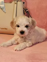 Daisy , a female Maltipoo for sale in Inman, SC – 1 of 2