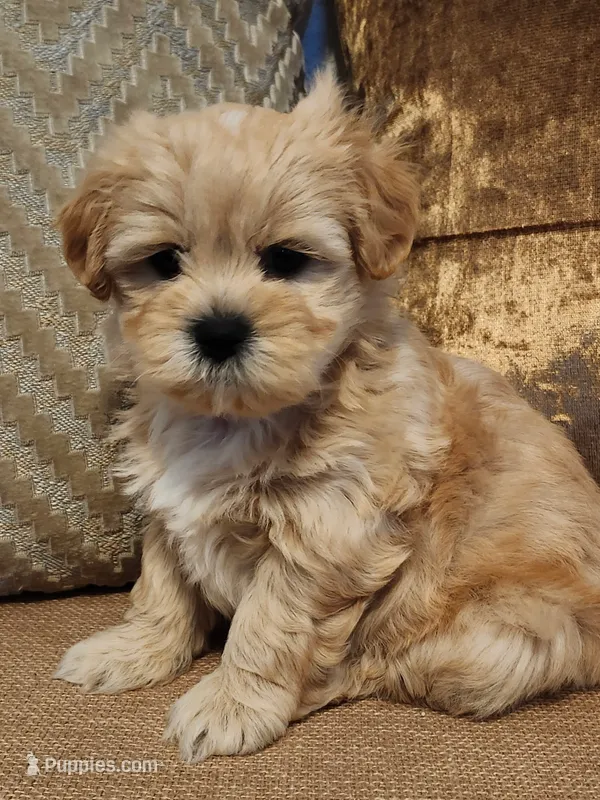 Max  – Shih Tzu puppy for sale in Inman, SC