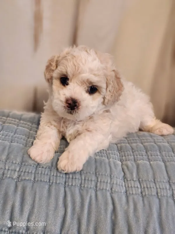Buddy – Maltipoo puppy for sale in Inman, SC