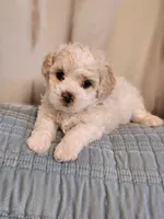 Buddy, a male Maltipoo for sale in Inman, SC – 1 of 2