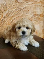Luna , a female Shih Tzu for sale in Inman, SC – 1 of 1