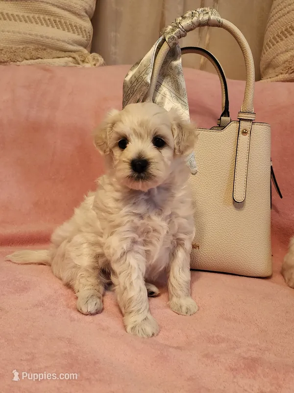 Lilly  – Maltipoo puppy for sale in Inman, SC