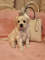 Lilly , a female Maltipoo for sale in Inman, SC – 1 of 2
