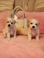 Lilly , a female Maltipoo for sale in Inman, SC – 2 of 2