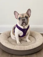 Kira , a female French Bulldog for sale in Lake Wales, FL – 1 of 4