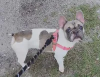 Kira , a female French Bulldog for sale in Lake Wales, FL – 2 of 3