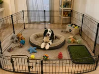 Apollo , a male Great Dane and English Setter for sale in Lake Wales, FL – 1 of 1