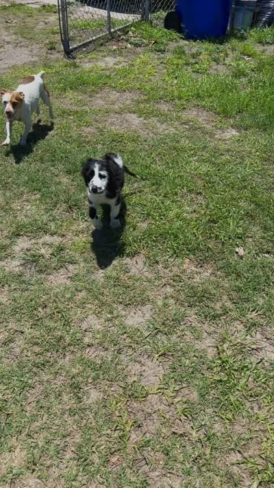 Apollo, a male Great Dane and English Setter for sale in Lake Wales, FL – 2 of 2