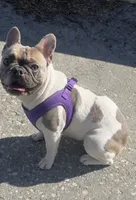 Kira , a female French Bulldog for sale in Lake Wales, FL – 3 of 3
