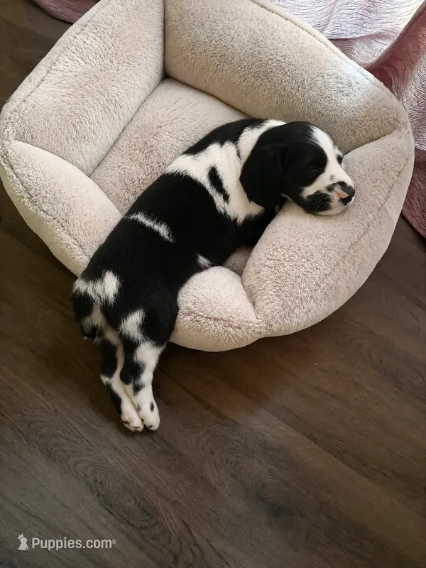 Zaro – Great Dane puppy for sale in Sebring, FL