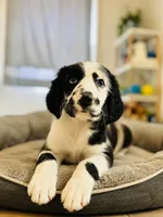 Apollo, a male Bernese Mountain Dog and Great Dane for sale in Lake Wales, FL – 1 of 1