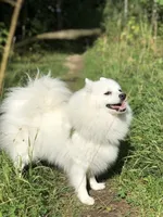Lola, a female Pomeranian for sale in Lake Wales, FL – 1 of 1