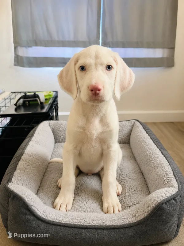 Zeusy – Great Dane puppy for sale in Sebring, FL
