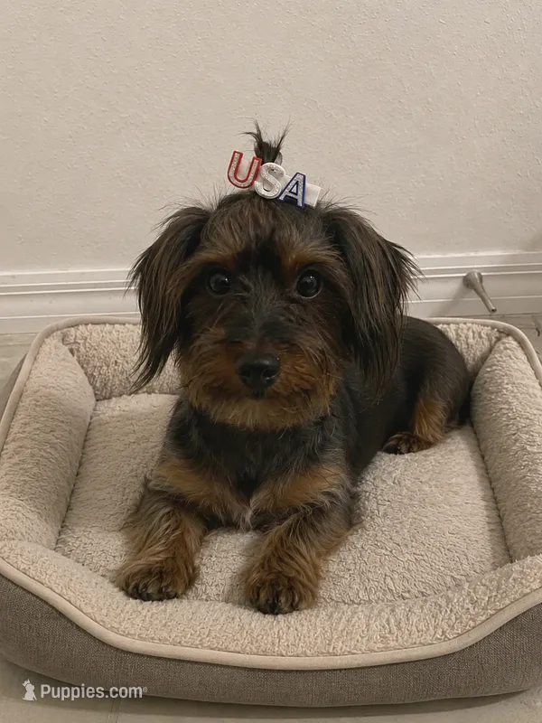 Ruby – Yorkshire Terrier, Miniature Dachshund puppy for sale in Lake Wales, FL