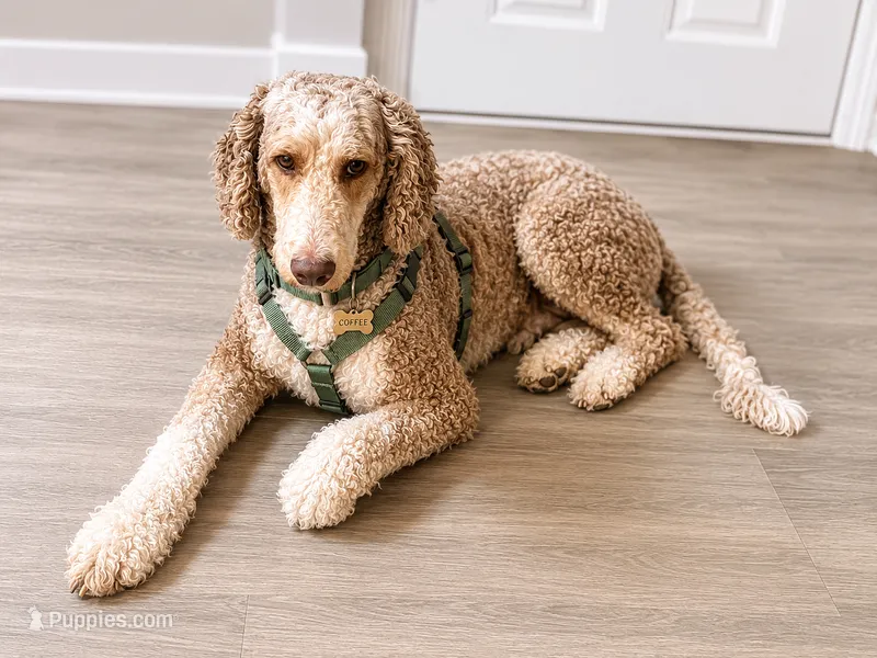 Coffee  – Poodle - Standard  puppy for sale in Lake Wales, FL
