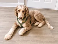 Coffee , a male Poodle - Standard  for sale in Lake Wales, FL – 1 of 2