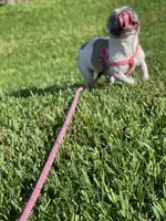 Kira , a female French Bulldog for sale in Lake Wales, FL – 3 of 4