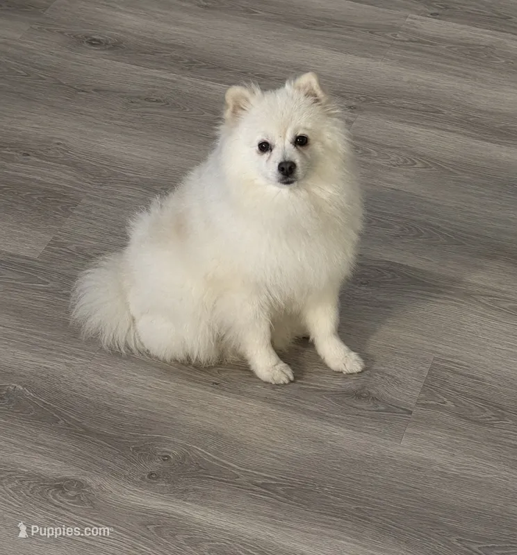 Kona  – Pomeranian puppy for sale in Lake Wales, FL