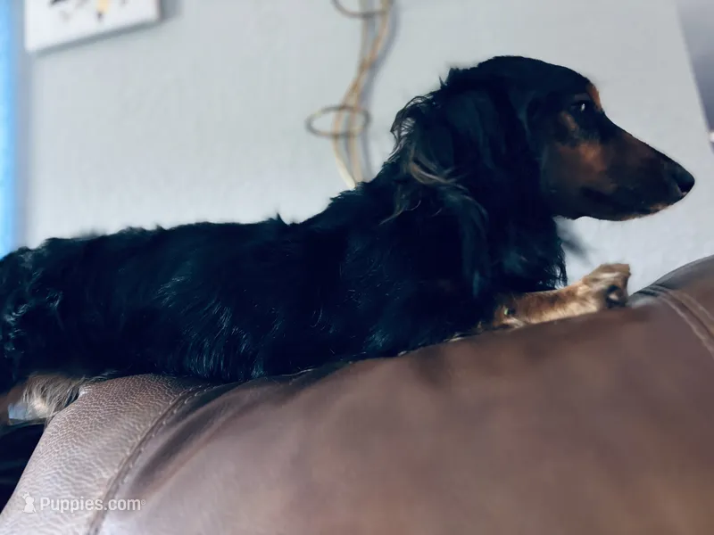 basilo  – Miniature Dachshund puppy for sale in Sebring, FL