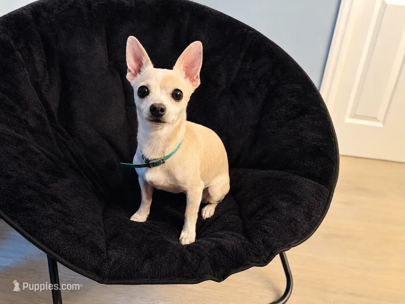 Luna  – Chihuahua puppy for sale in Lake Wales, FL
