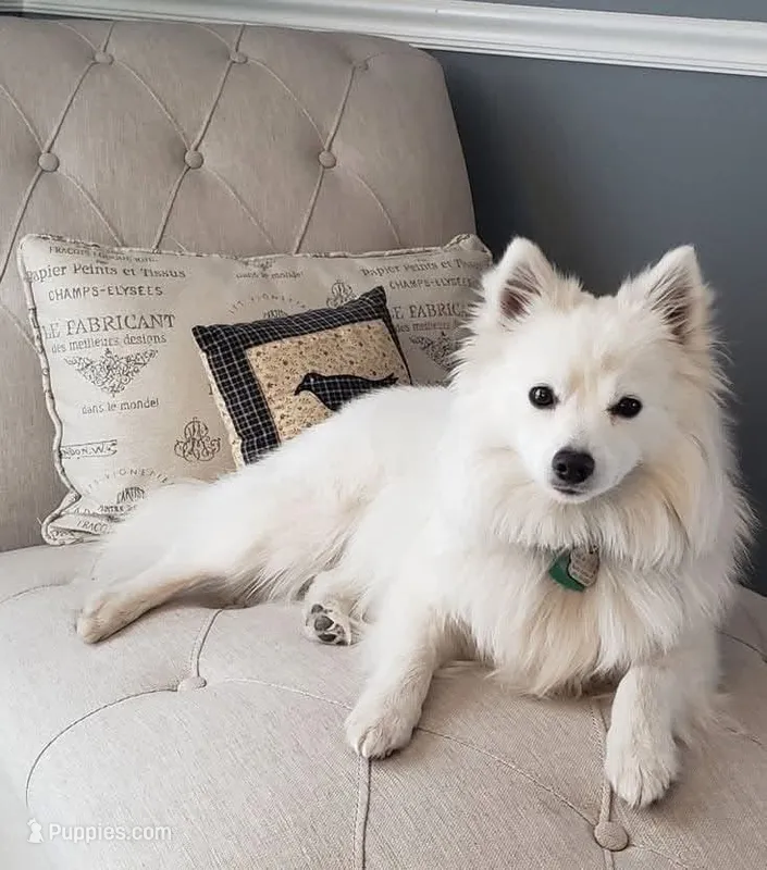 Cooper  – Pomeranian puppy for sale in Lake Wales, FL