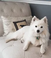 Cooper , a male Pomeranian for sale in Lake Wales, FL – 1 of 1