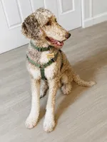 Coffee , a male Poodle - Standard  for sale in Lake Wales, FL – 2 of 2