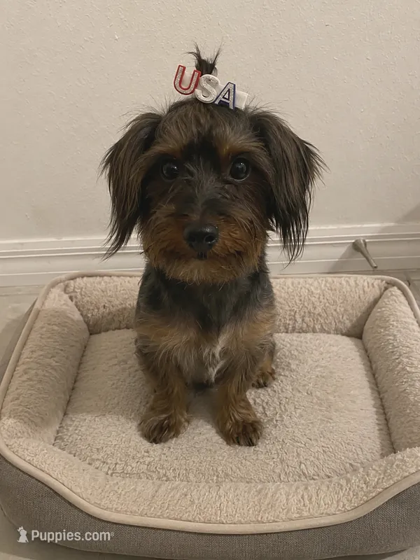 Ruby  – Yorkshire Terrier, Miniature Dachshund puppy for sale in Lake Wales, FL