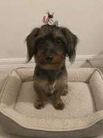 Ruby , a female Yorkshire Terrier and Miniature Dachshund for sale in Lake Wales, FL – 1 of 1